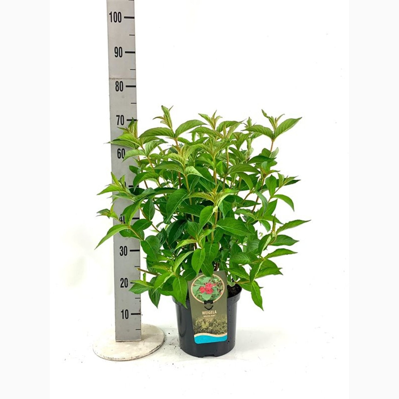 Praktweigela – Weigela 'Bristol Ruby' - C5 40-60 CM